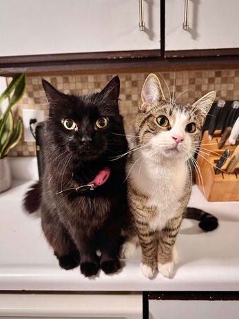 stunt dog show, frisbee dog, stunt dog experience, trick dogs