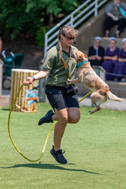 Stunt Dog Show, dog adoption, pet dogs, training dogs, canine, dog products, dog zoo, dog training, rescue dogs, rescue dog show, dog show, trick dog, dog star, pet dogs, talent dogs, frisbee dog show, Perondi show, the perondis, stunt dogs, stunt dog experience, all star stunt dogs, americas top dog, Disney dogs, halftime show, dog school