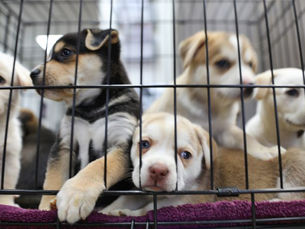 Indianapolis Passes a Law to Ban Puppy Sales in Pet Stores