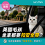 英國毛孩坐車都要扣安全帶?