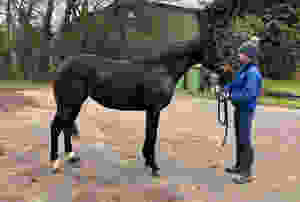 Maxios filly
