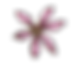 Pink Illustrated Flower
