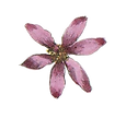 Pink Illustrated Flower
