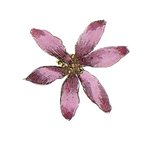 Rosa Illustrated Blume