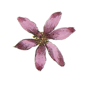 Purple Flower