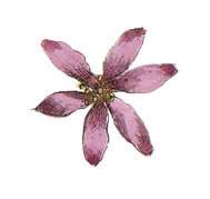 Pink Illustrated Flower