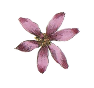 Rose Illustrated Fleur