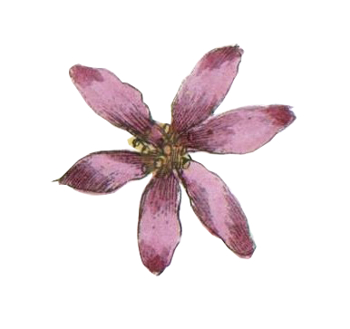 Rosa Illustrated Blume