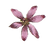 ピンクの花イラスト