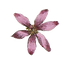 Pink Illustrated Flower