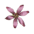 Rose Illustrated Fleur