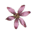 Rose Illustrated Fleur