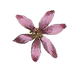 Pink Illustrated Flower
