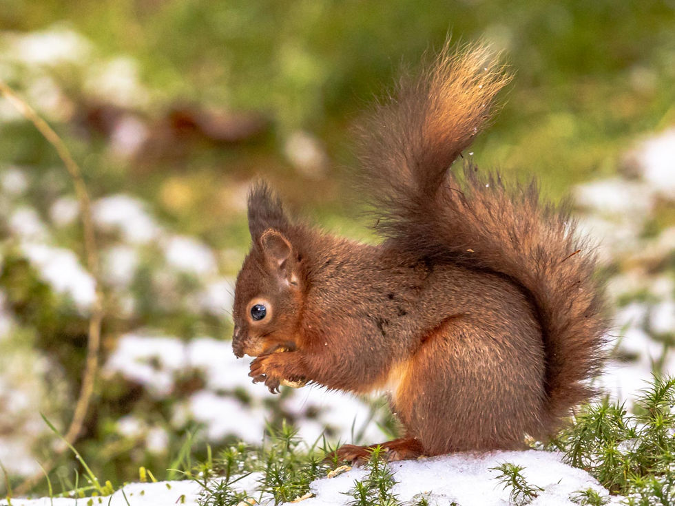 35 Red Squirrel