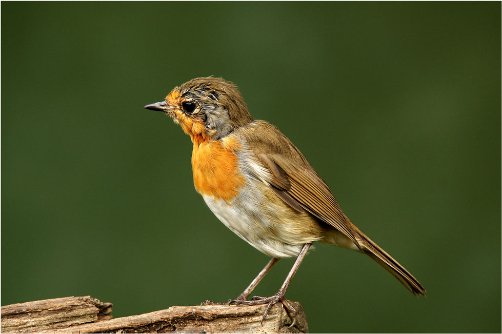 young robin [erithacus rubecula] wc