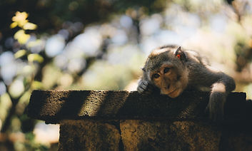 Lonely monkey.jpeg