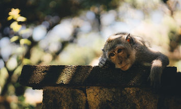 Lonely monkey.jpeg