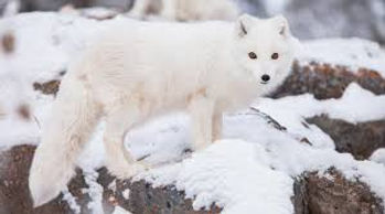 arctic fox.jpg