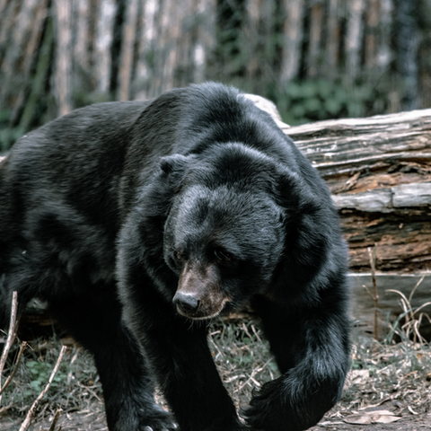 Ours