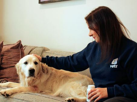 Keep Tails Wagging All Winter Long: Supporting Joint & Mobility Health in Older Pets