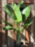 Giant Bird of Paradise Strelitzia nicolai