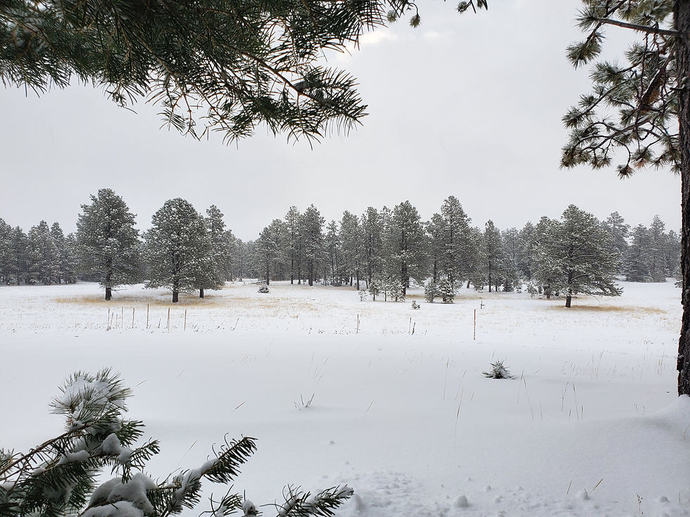New Mexico Cougar Hunting in New Mexico