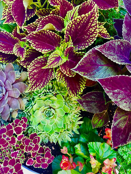 Plant closeupsIMG_5884.jpeg