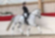 Ventes du studbook DSP : 118.000€ pour le Top Price - 1 cheval vendu en France