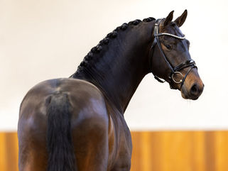 Un nouvel étalon pour Emmelie Scholtens