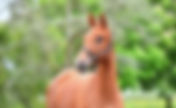 Ouverture de la vente aux enchères Elite Dressage Ekestrian dans une semaine !