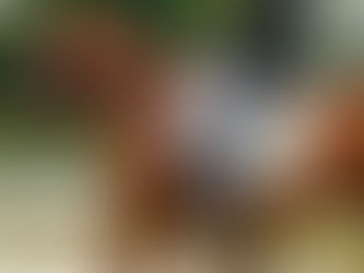 Sélection suédoise des Championnats du Monde Jeunes Chevaux