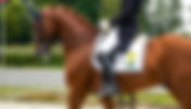 Sélection suédoise des Championnats du Monde Jeunes Chevaux