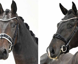 Deux nouveaux étalons pour le Château de Fontaine