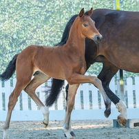 Vente de foals du Westphalien: 80.000€ pour le Top Price