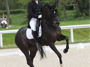 Retour à la compétition pour Urielo du Houx