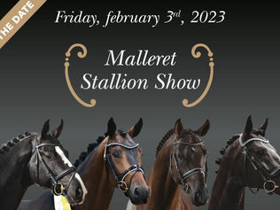 Replay du Malleret Stallion Show