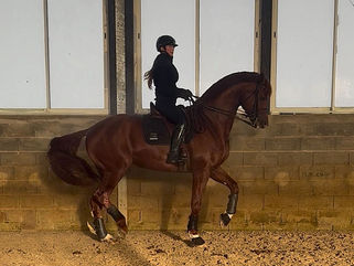 Un nouvel étalon pour Charlotte Chalvignac Vesin