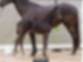 Vente de foals du studbook hanovrien : 13.000€ pour le Top Price
