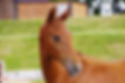 Les enchères Élite Dressage Ekestrian sont ouvertes, votre prochain champion est à portée de clic