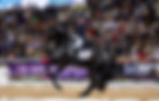 Le KWPN toujours meilleur studbook de dressage en 2022
