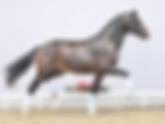 Vente des étalons Oldenbourg : 281 000€ pour Top Price