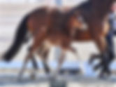 Ventes de foals de Verden : 23.000€ pour le Top Price - 3 poulains vendus en France