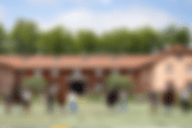 4 étalons du Haras de la Gesse rejoignent les écuries de Carlos Pinto