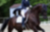 Championnats du Monde Jeunes Chevaux : tous les engagés des 5, 6 et 7 ans