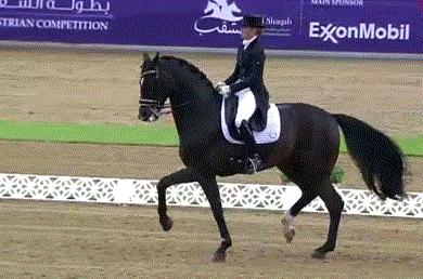 CDI 5* de Doha : Morgan Barbançon Mestre et Sir Donnerhall II  3 èmes de la libre