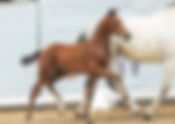 Vente de foals du Westphalien : 58.000€ pour le Top Price