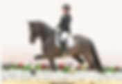 Ventes du Oldenbourg : 125.000€ pour le Top Price - 2 chevaux vendus en France dont 1 pour 103.000€