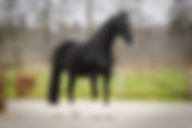 Ventes du KWPN : 16.000€ pour le Top Price - 1 jument vendue en France