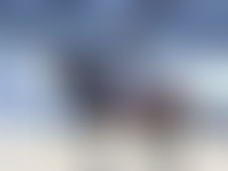 Blue Hors Zack indisponible cette saison pour les éleveurs