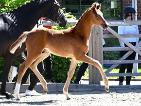 Vente de foals du Trakehner : 46.500€ pour le Top Price